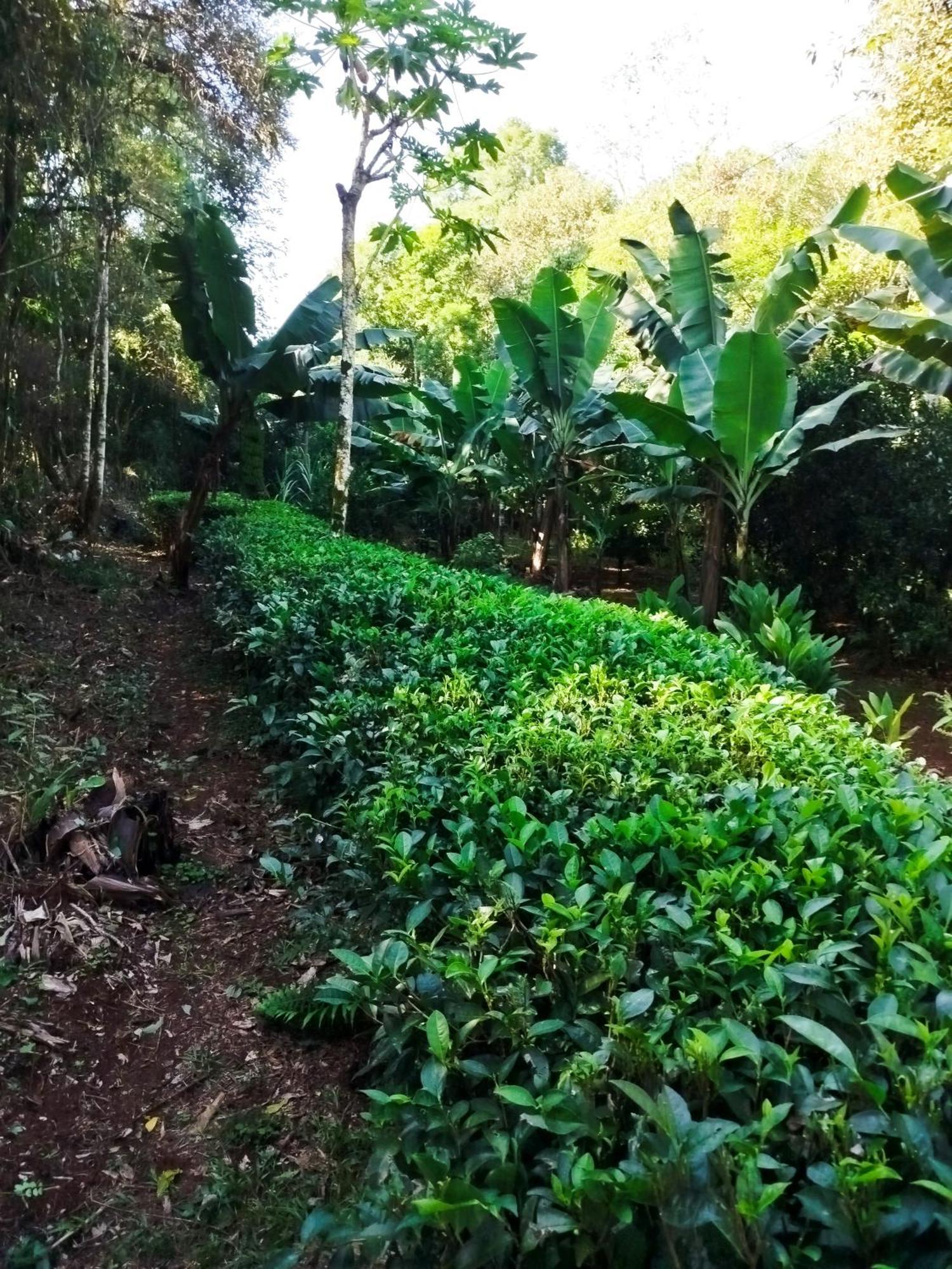 Yasi Yatere Reserva Agroecologica El Soberbio Exteriér fotografie