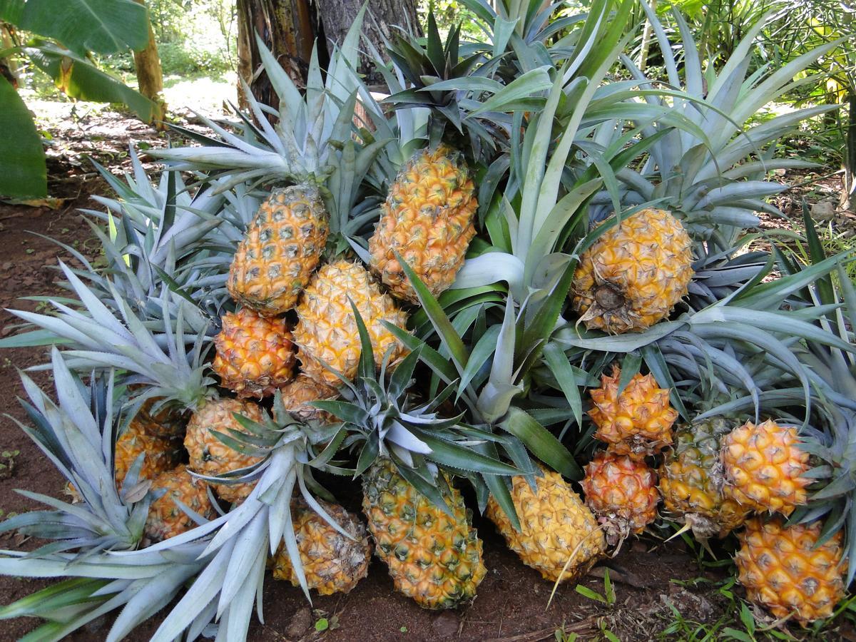 Yasi Yatere Reserva Agroecologica El Soberbio Exteriér fotografie